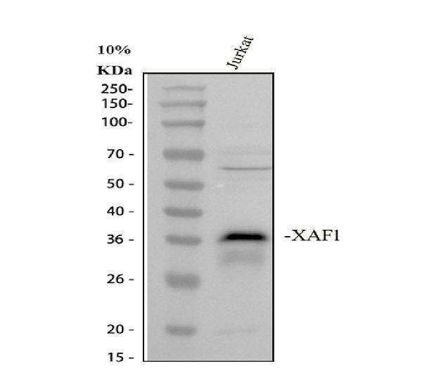 Anti-XIAP-associated factor 1 XAF1 Antibody Picoband® Boster Bio