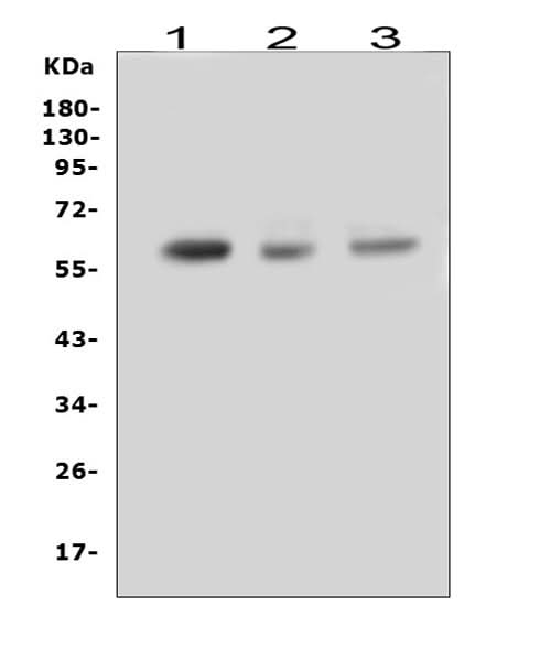 Anti-RUNX2 Antibody Picoband® Boster Bio