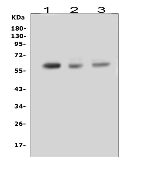 Anti-RUNX2 Antibody Picoband® Boster Bio
