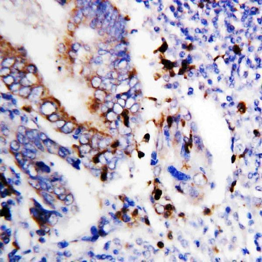 Anti-Bcl-XS/BCL2L1 Antibody Picoband® Boster Bio