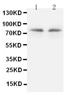 Anti-PKC gamma/PRKCG Antibody Picoband® Boster Bio