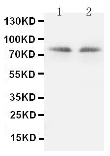 Anti-PKC gamma/PRKCG Antibody Picoband® Boster Bio