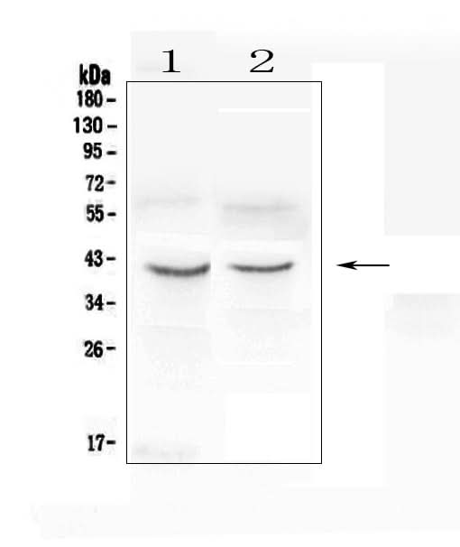 Anti-CXCR4 Antibody Picoband® Boster Bio