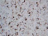 Anti-GFAP Antibody Picoband® Boster Bio