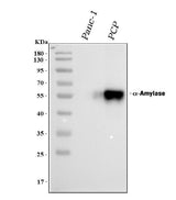 Anti-Alpha Amylase 1/AMY1A Antibody Picoband® Boster Bio