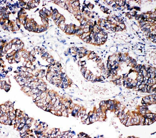 Anti-Caspase-3 (P10)/CASP3 Antibody Picoband® Boster Bio