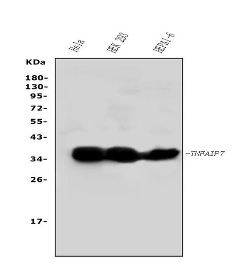 Anti-TNFAIP1 Antibody Picoband® Boster Bio