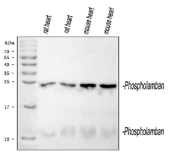 Anti-Phospholamban/PLN Antibody Picoband® Boster Bio