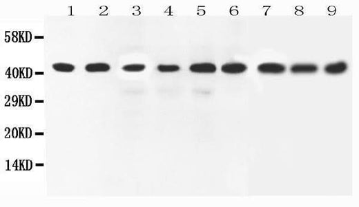 Anti-ERK2/MAPK1 Antibody Picoband® Boster Bio