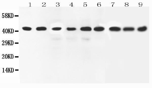 Anti-ERK2/MAPK1 Antibody Picoband® Boster Bio