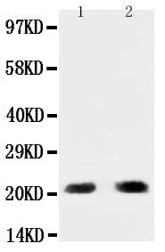 Anti-PUMA/BBC3 Antibody Picoband® Boster Bio