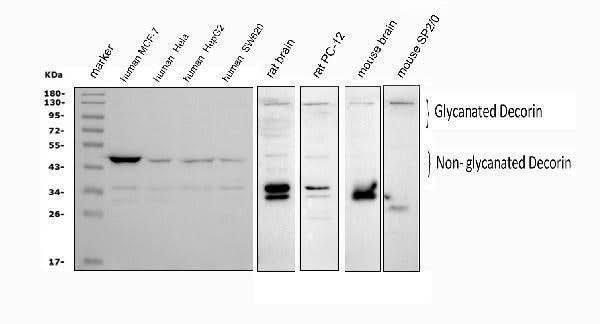Anti-Decorin/DCN Antibody Picoband® Boster Bio