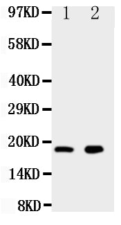 Anti-Ly6al Antibody Picoband® Boster Bio