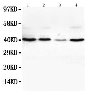 Anti-VEGFD/FIGF Antibody Picoband® Boster Bio