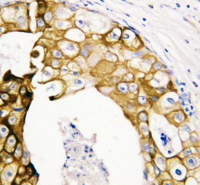 Anti-Cytokeratin 19/KRT19 Antibody Picoband® Boster Bio