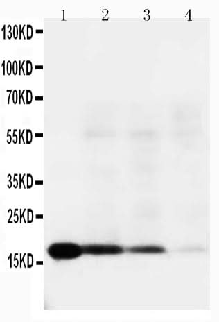 Anti-Interleukin-18 IL18 Antibody Picoband® Boster Bio