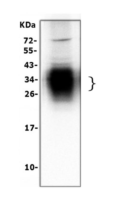 Anti-SFTPA1 Antibody Picoband® Boster Bio