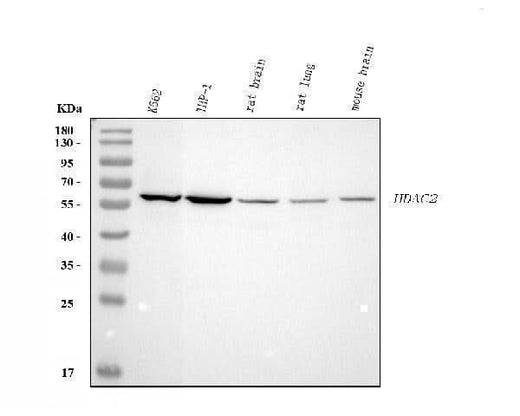 Anti-Histone deacetylase 2 HDAC2 Antibody Picoband® Boster Bio