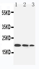 Anti-Interleukin-10 IL10 Antibody Picoband® Boster Bio