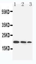 Anti-Interleukin-10 IL10 Antibody Picoband® Boster Bio