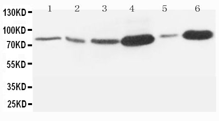 Anti-Matrix metalloproteinase-9 MMP9 Antibody Picoband® Boster Bio