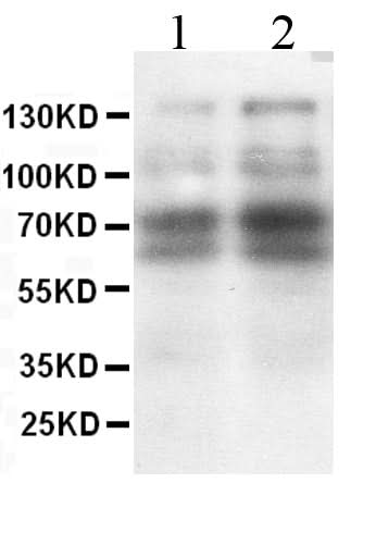 Anti-CD62L/SELL Antibody Picoband® Boster Bio