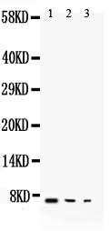 Anti-TGF alpha/TGFA Antibody Picoband® Boster Bio