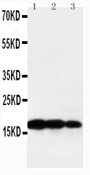 Anti-TNF beta/LTA Antibody Picoband® Boster Bio