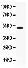 Anti-CD80 Antibody Picoband® Boster Bio