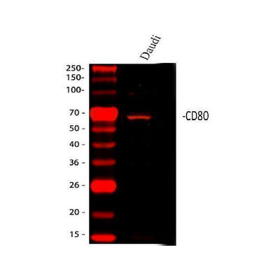 Anti-CD80 Antibody Picoband® Boster Bio