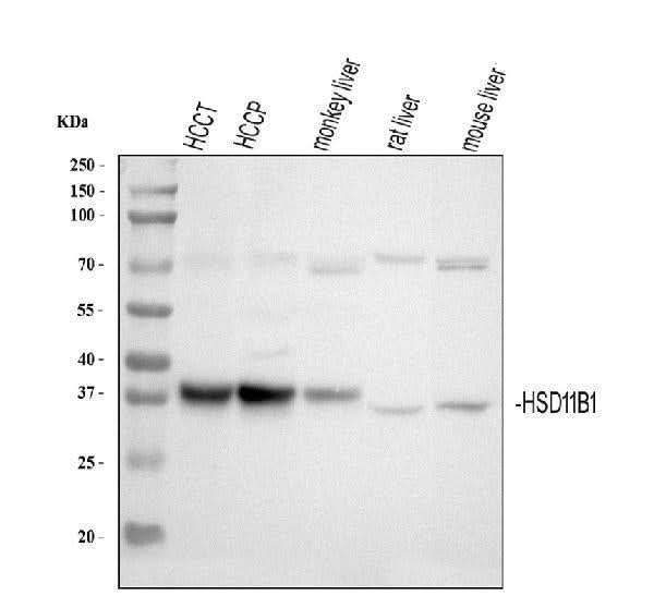 Anti-HSD11B1 Antibody Picoband® Boster Bio