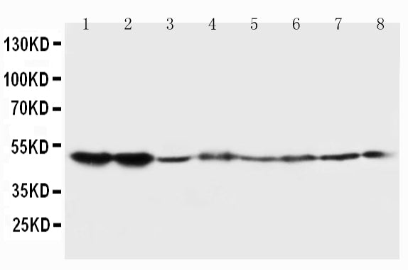 Anti-5HT2A Receptor/HTR2A Antibody Picoband® Boster Bio