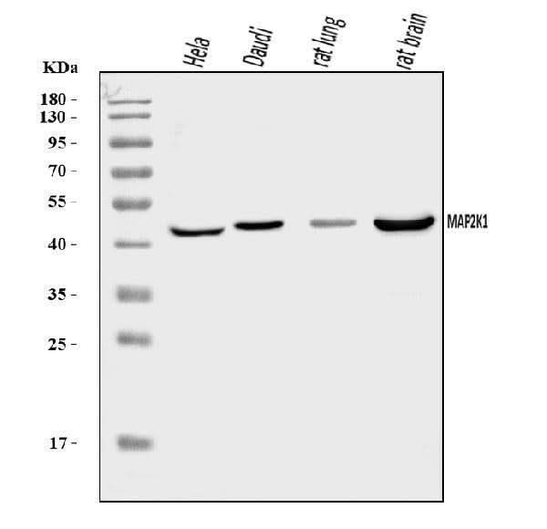 Anti-MEK1/MAP2K1 Antibody Picoband® Boster Bio