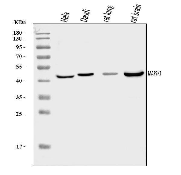 Anti-MEK1/MAP2K1 Antibody Picoband® Boster Bio