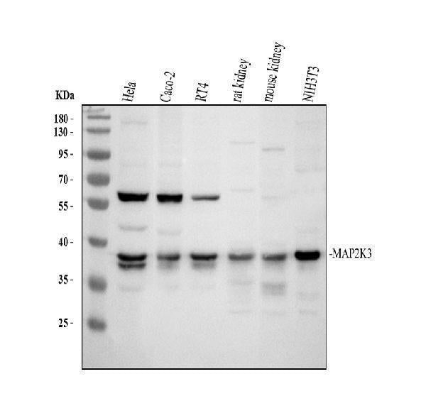 Anti-MEK3/MAP2K3 Antibody Picoband® Boster Bio
