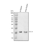 Anti-Macrophage Inflammatory Protein 1 beta/CCL4 Antibody Picoband® Boster Bio