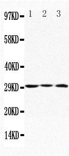 Anti-Apolipoprotein D/APOD Antibody Picoband® Boster Bio