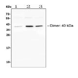 Anti-BAFF Receptor/TNFRSF13C Antibody Picoband® Boster Bio