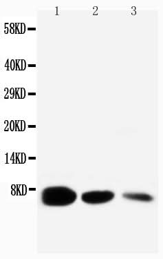 Anti-Pro-epidermal growth factor EGF Antibody Picoband® Boster Bio