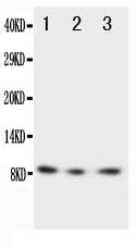 Anti-Fractalkine CX3CL1 Antibody Picoband® Boster Bio