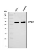 Anti-GAD65/GAD2 Antibody Picoband® Boster Bio