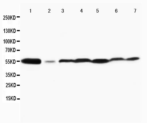 Anti-MAPK8/9 Antibody Picoband® Boster Bio