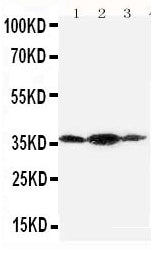 Anti-Podoplanin/gp36/PDPN Antibody Picoband® Boster Bio