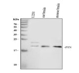 Anti-Pleiotrophin/PTN Antibody Picoband® Boster Bio