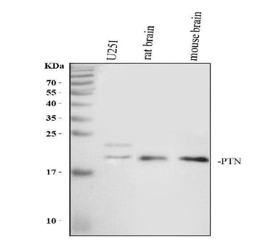 Anti-Pleiotrophin/PTN Antibody Picoband® Boster Bio