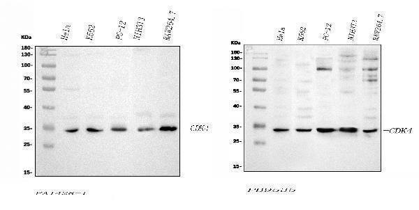 Anti-Cyclin-dependent kinase 4 Cdk4 Antibody Picoband® Boster Bio