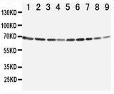 Anti-Annexin VI/ANXA6 Antibody Picoband® Boster Bio