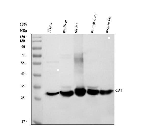Anti-Carbonic Anhydrase III/CA3 Antibody Picoband® Boster Bio