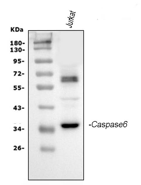 Anti-Caspase-6(P18)/CASP6 Antibody Picoband® Boster Bio