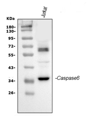Anti-Caspase-6(P18)/CASP6 Antibody Picoband® Boster Bio